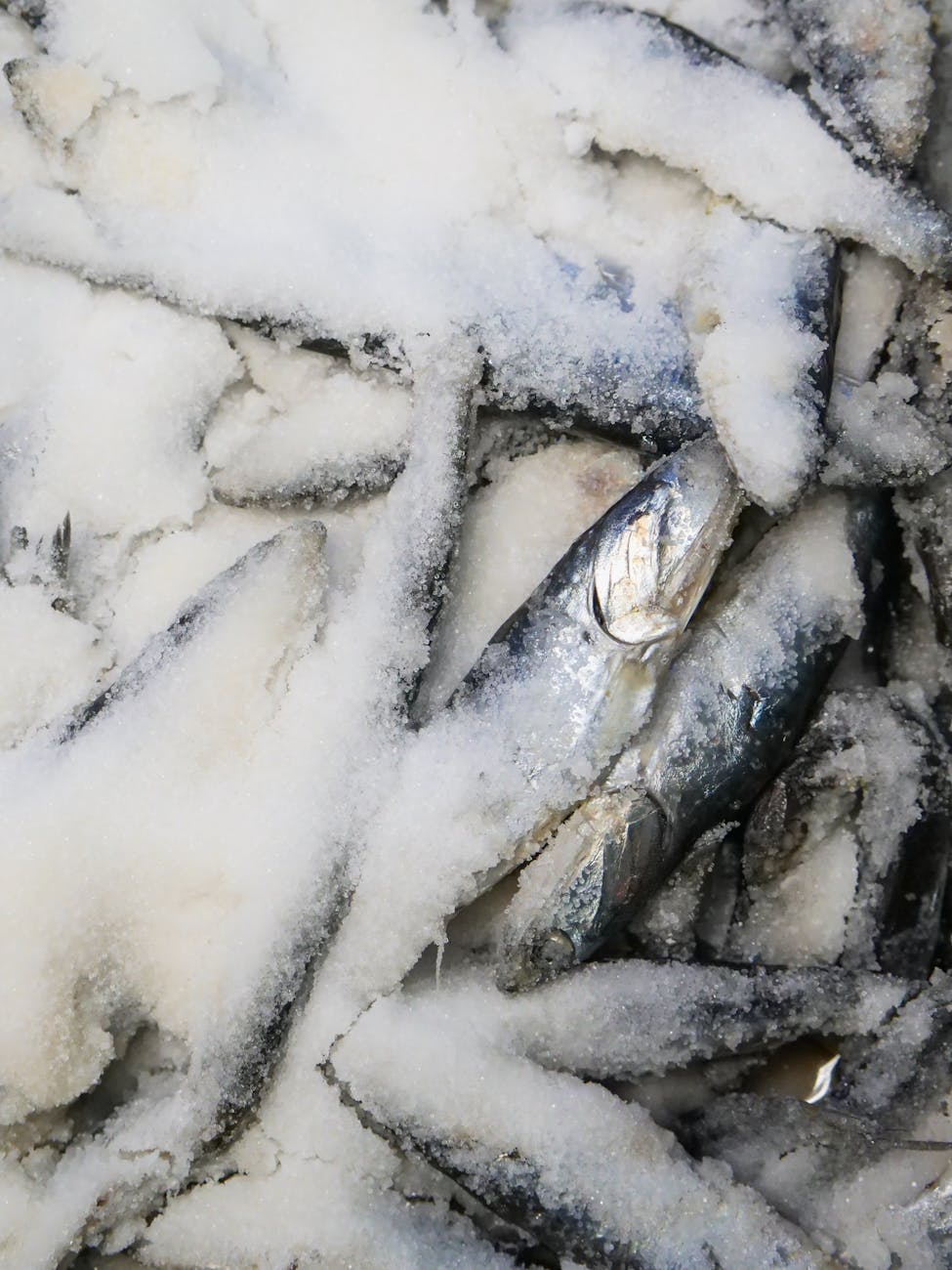 A Reading of Pickled&nbsp;Herring